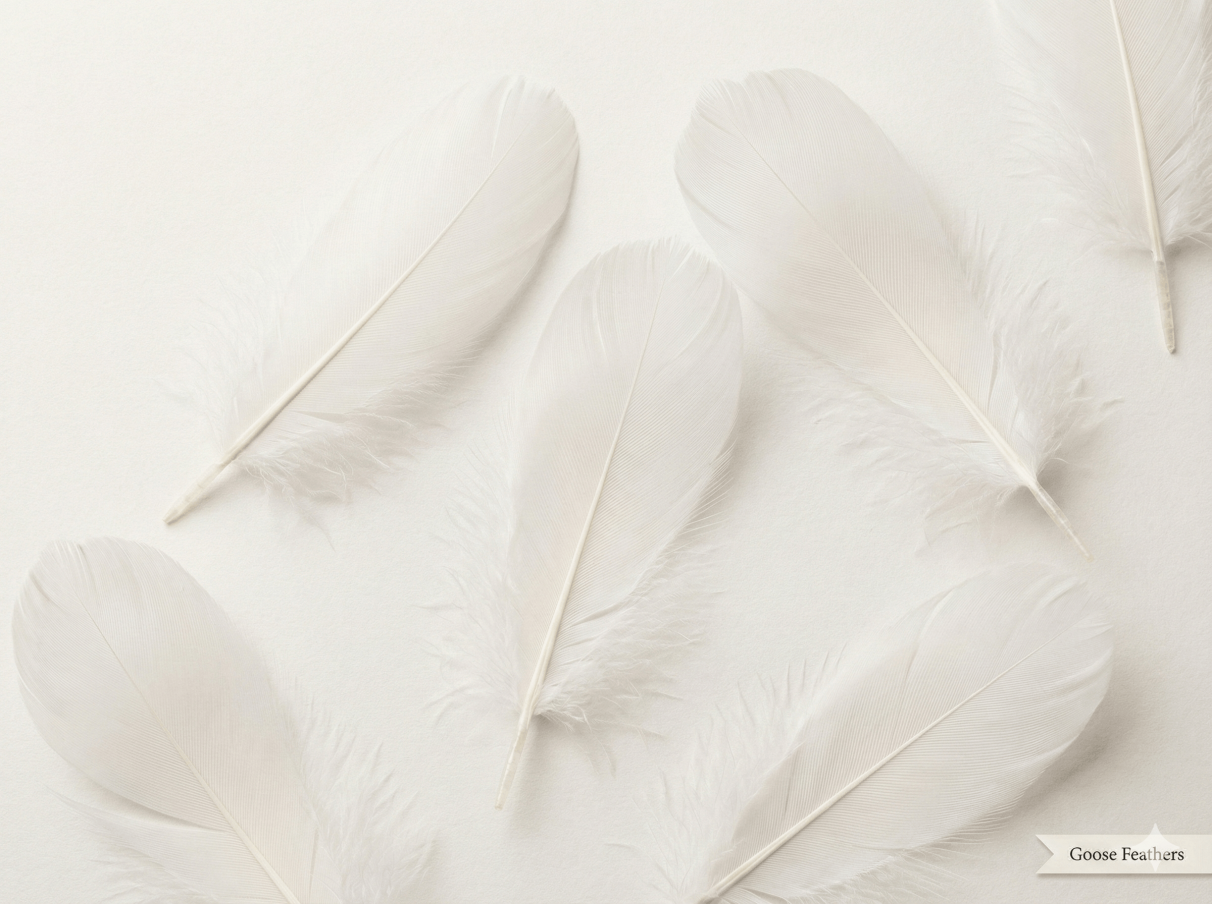 Plumes : tout savoir sur cette matière